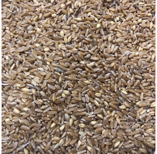 Buğday Hediklik 1 Kg