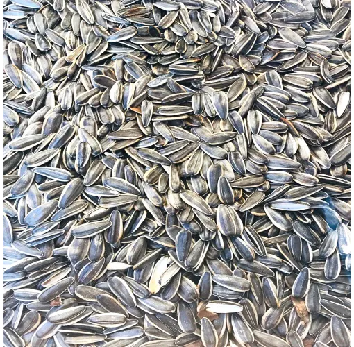 Ay Çekirdeği Dokato Tuzsuz 1 Kg