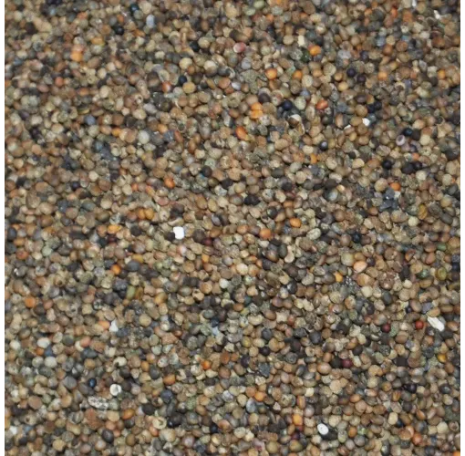 Roka Tohumu ( Yerli ) 100 Gr