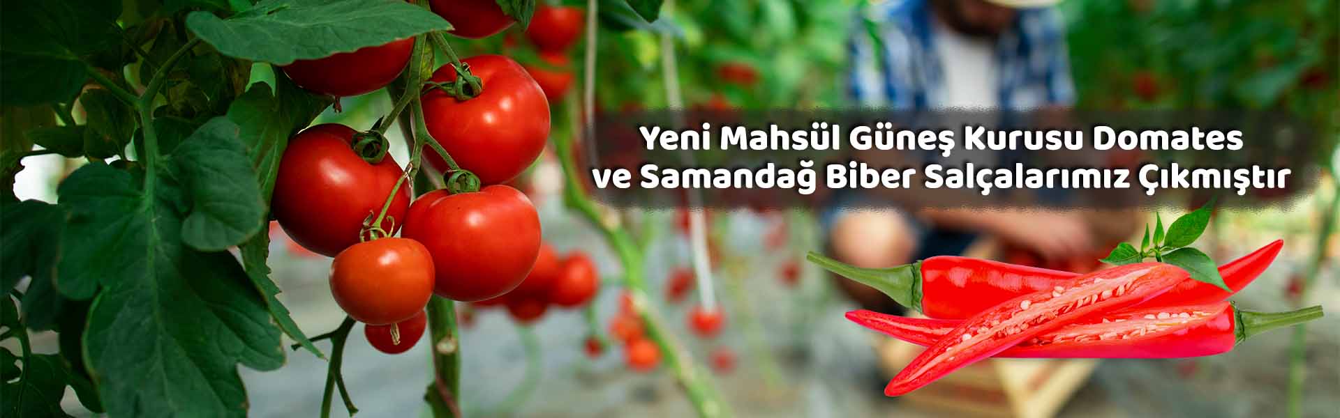 Yeni Mahsül Salçalar